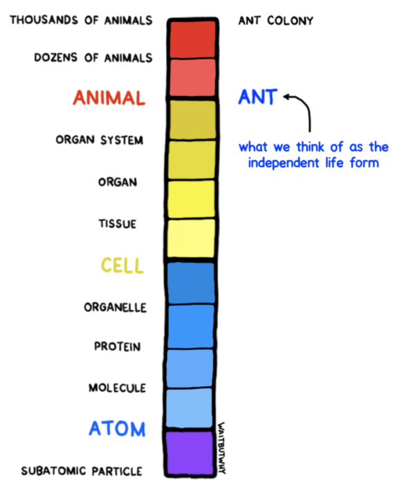 Ants tower