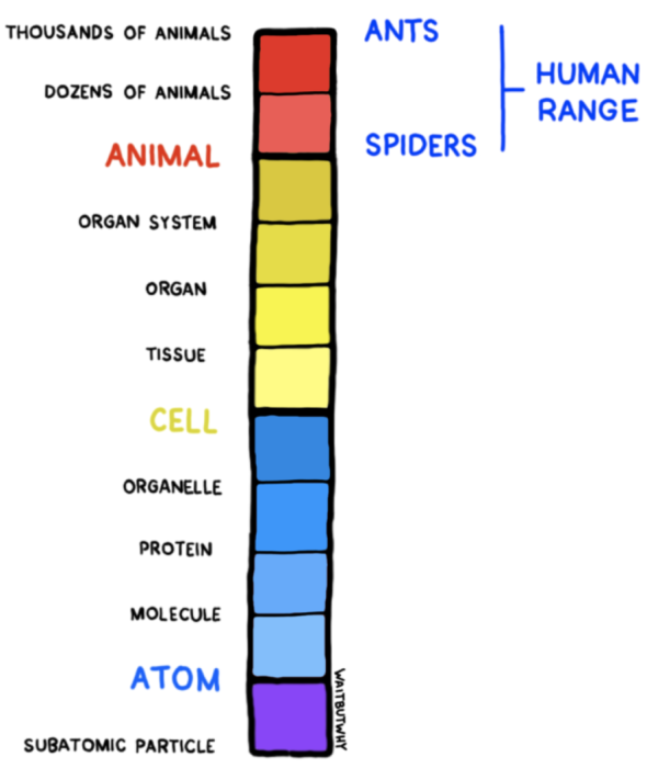 The human range on the emergence tower
